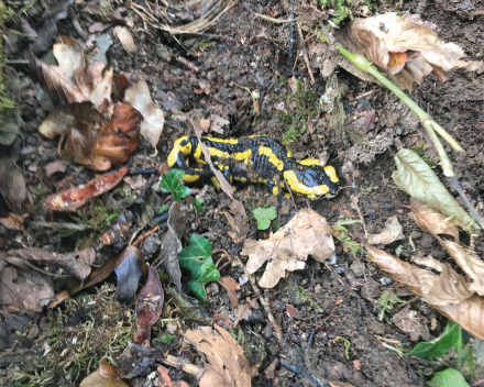In het bos van het zorgvrije vakantiedomein La Grande Roche zie je zelfs prachtig gekleurde salamanders